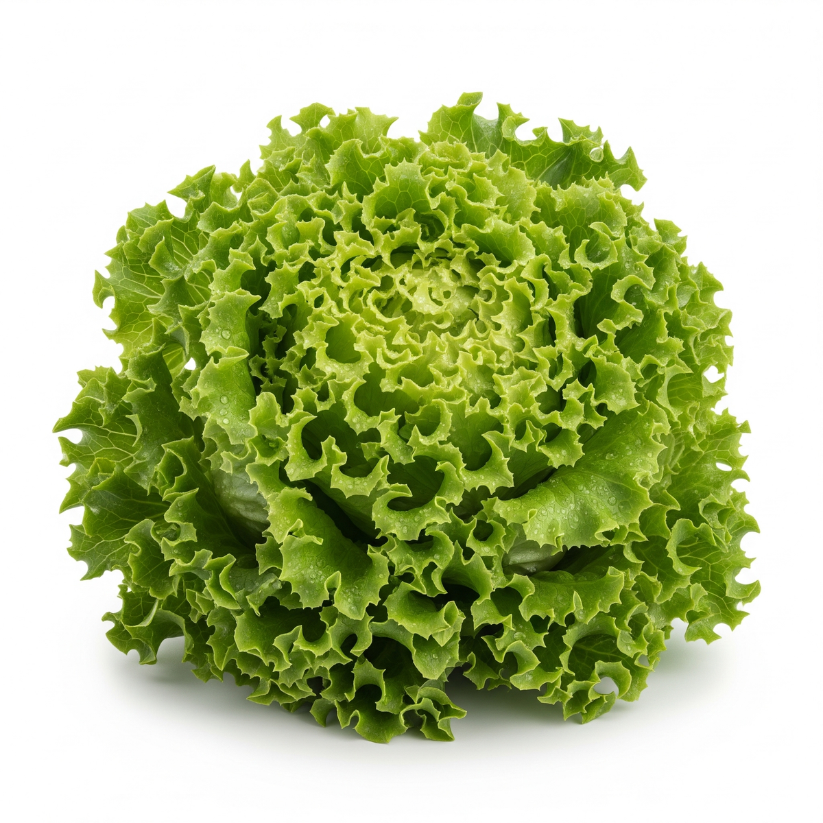 Alface crespa