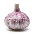 Alho roxo